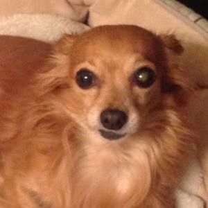 Meet your Posher, Russ